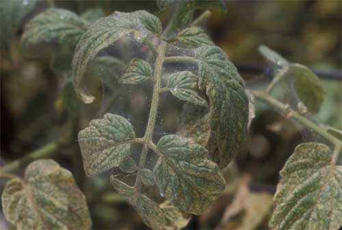 flour mites pictures